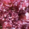 Laitue à couper merlot