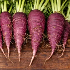 Radis d'hiver «Bleu d’Automne et d’Hiver»