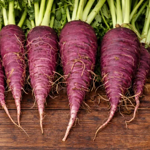 Radis d'hiver «Bleu d’Automne et d’Hiver»