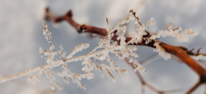 Gel et froid au jardin : des alliés naturels souvent sous-estimés