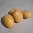 Aardappel Bernadette - 5kg
