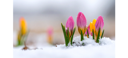 Jardiner avec les indices phénologiques : des repères concrets pour le potager