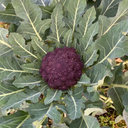 Brocoli kool paars uit Cape Town