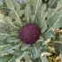 Chou brocoli violet du Cap