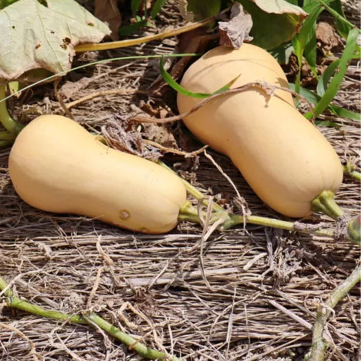 Muskaatpompoen Butternut