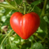 Tomate cœur de bœuf  - 24 Plants
