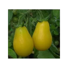 Tomate cerise Yellow Submarine - 1 plant