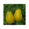 Tomate cerise Yellow Submarine - 1 plant