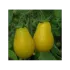 Tomate cerise Yellow Submarine - 1 plant