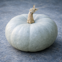 Potiron bleu de Hongrie