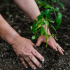 Wat doen we in de tweede helft van mei in de tuin?
