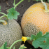 Pincer ou tailler les melons: pourquoi et comment?