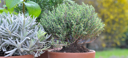 Les plantes aromatiques en pot : lesquelles associer et comment les entretenir ?