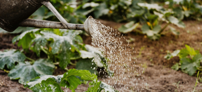Sécheresse au potager : Quels sont ses effets sur les légumes et comment protéger vos cultures ?