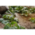 Sécheresse au potager : Quels sont ses effets sur les légumes et comment protéger vos cultures ?
