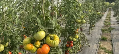 Tomates et température : quel impact sur la croissance, la floraison et les fruits ?