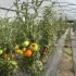 Tomates et température : quel impact sur la croissance, la floraison et les fruits ?