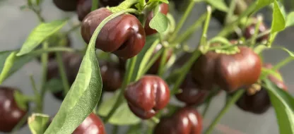 Les erreurs fréquentes avec les tomates