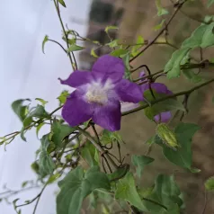 Asarine grimpante en mélange