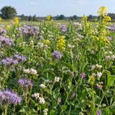 Honingbloemen (groenbemester)