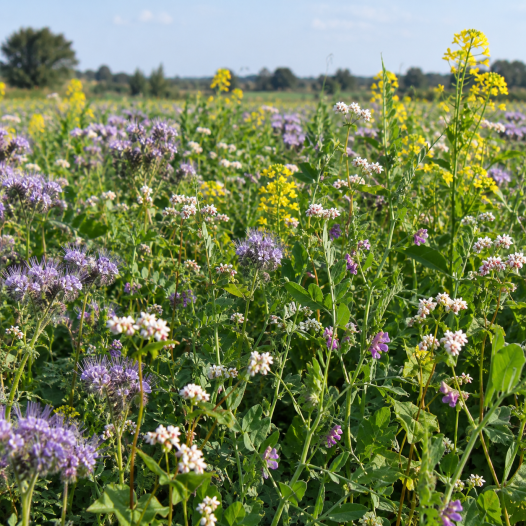 Honingbloemen (groenbemester)