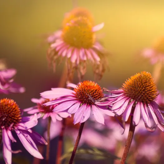 Echinacea  Purpurea of zonnehoed