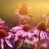 Echinacea  Purpurea of zonnehoed