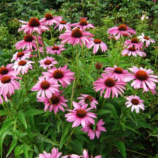 Echinacea  Purpurea of zonnehoed