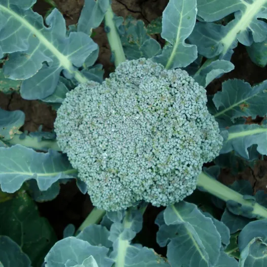 Chou brocoli Vert Calabrais