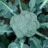 Chou brocoli Vert Calabrais