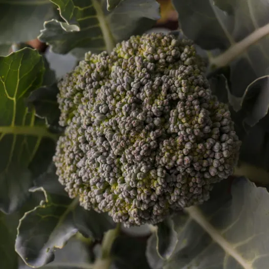 Chou brocoli Vert Calabrais