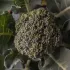 Chou brocoli Vert Calabrais