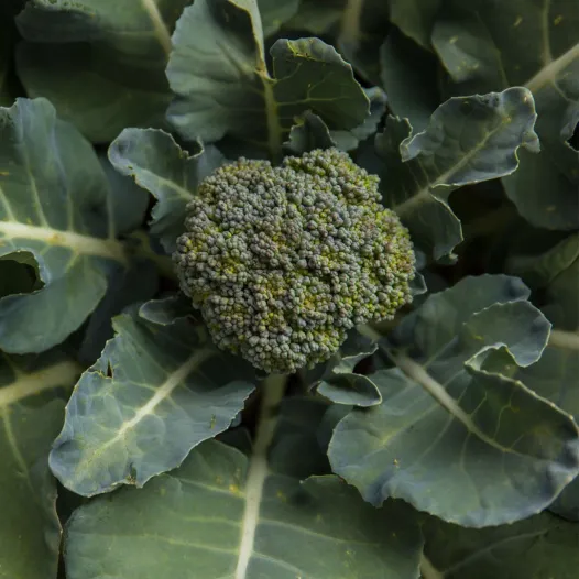 Chou brocoli Vert Calabrais