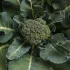 Chou brocoli Vert Calabrais