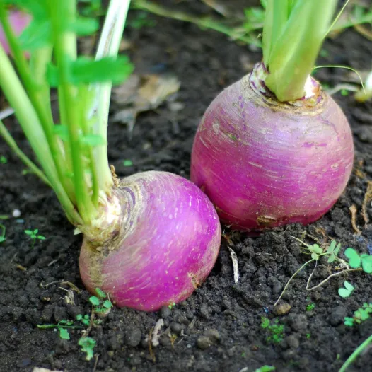 Navet Blanc globe à collet violet