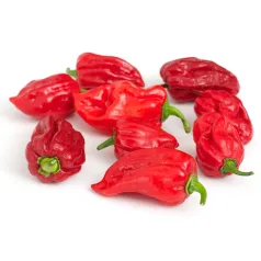 Peper Habanero Maya