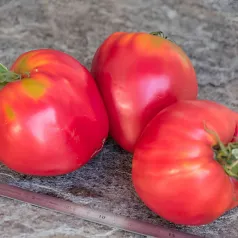 Tomate coeur de boeuf rose