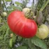 Tomate Couilles de taureau