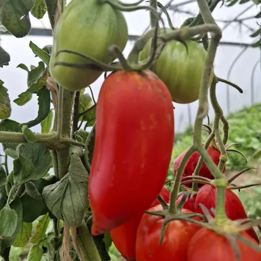 Tomate Abbattista