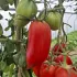 Tomate Abbattista