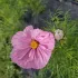 Cosmos Cupcake Blush