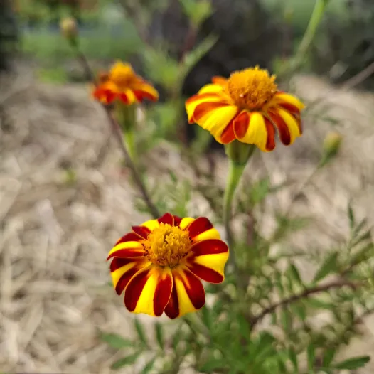 Œillet d'inde géant "Pinwheel"