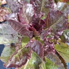 Laitue romaine Rouge d'hiver