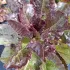 Laitue romaine Rouge d'hiver