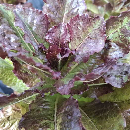 Laitue romaine Rouge d'hiver