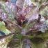 Laitue romaine Rouge d'hiver