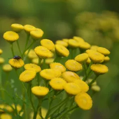 Tanaisie Commune Tanaisie Commune