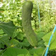 Komkommer Le Généreux Komkommer Le Généreux