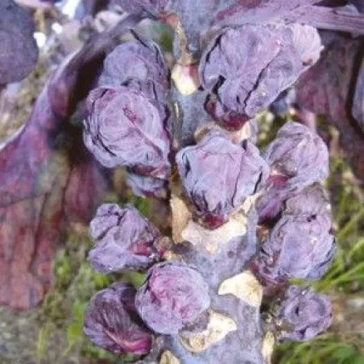 Chou de Bruxelles Rubine bio - Semailles