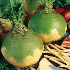 Raapkool Wilhelmsburger geel groenhals Raapkool Wilhelmsburger geel groenhals